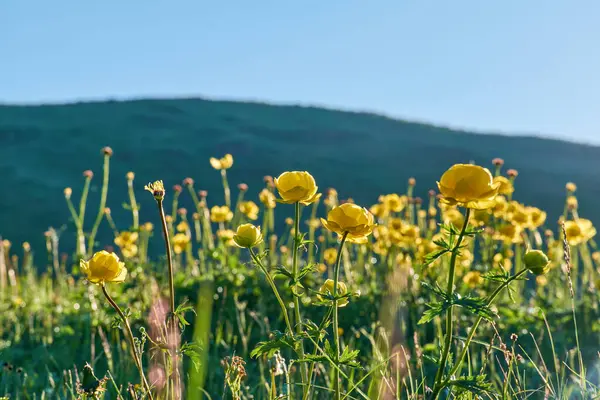Çiçekli sarı Trollius Europaeus, Yaz akşamı tarlasında Dünya Çiçeği