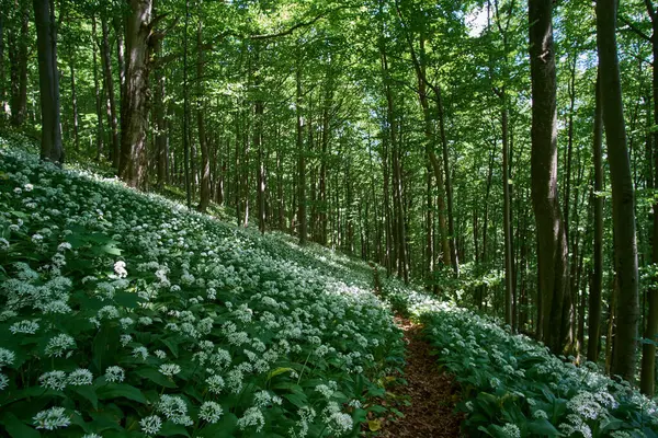 Bahar ormanında çiçek açan Allium ursinum (yabani sarımsak, Ramson, inek pırasası, inek pırasası, inek pırasası, toka, geniş yapraklı sarımsak, ağaç sarımsağı, ayı pırasası) arasında dar bir yol vardır. Güzel beyaz çiçekli bir halı.
