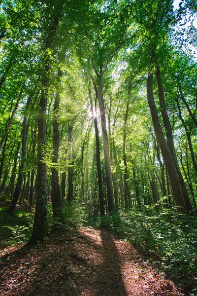 Huzurlu bir orman yolu bereketli, güneşli bir ormanlık alandan esiyor. Uzun yeşil ağaçlar ve benekli güneş ışığı gölgelerin arasından geçiyor. Doğanın gölgesinde sakin bir yürüyüşe davet ediyor.