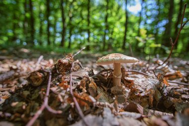 Yenebilir mantar. Utangaç (Amanita rubescens, utangaç amanita), yaz ormanlarında yakın plan.