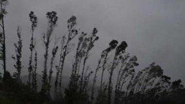 Şiddetli rüzgardan dolayı ağaçların tepesindeki fırtına etkileri. Yüksek kalite 4k görüntü