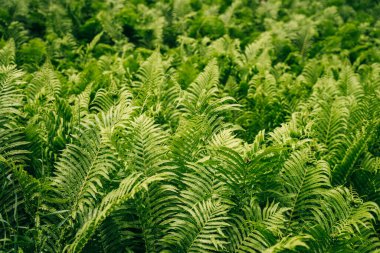 Vahşi bir ormandaki yeşil eğreltiotlarına yakın. Yüksek kalite fotoğraf