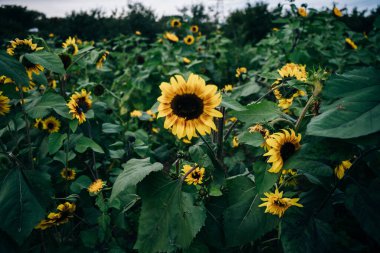 Yazın tepelerde renkli ayçiçeği tarlası. Yüksek kalite fotoğraf