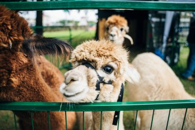 llamas alpaca with the baby in the barn of the farm. High quality photo clipart