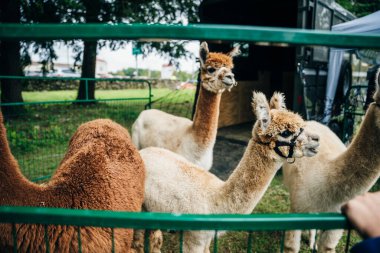 llamas alpaca with the baby in the barn of the farm. High quality photo clipart