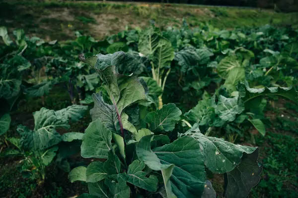 Çin lahanası yetiştiriyorum, tohum ekiyorum. Yüksek kalite fotoğraf