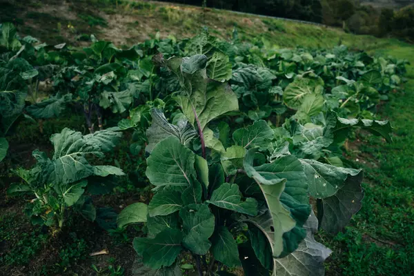 Çin lahanası yetiştiriyorum, tohum ekiyorum. Yüksek kalite fotoğraf