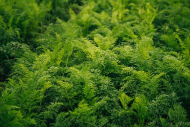 Çiftçilerin tarlalarındaki yataklarda büyüyen havuçlar, yukarıda sarkan havuçlar, sıra sıra ekilen sebzeler. Organik tarım, tarım kavramı