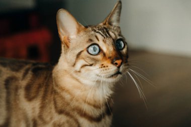 Güzel Bengal kedisi. Hayvan portresi. Oyuncu kedi. Bengal kedisi yerde yatıyor. - Evet. Yüksek kalite fotoğraf