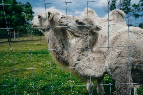 stock image white camels behind the fence in the zoo. High quality photo
