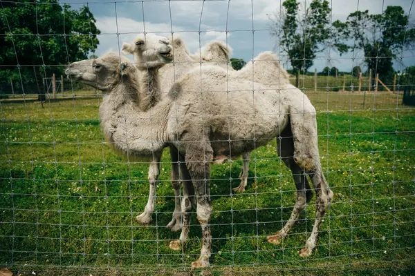 stock image white camels behind the fence in the zoo. High quality photo
