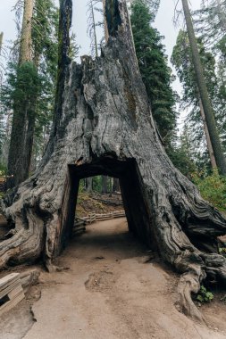 Yosemite Ulusal Parkı, ABD - Ekim 2022: Tuolumne Grove 'daki ölü tünel ağacının görüntüsü. Yüksek kalite fotoğraf