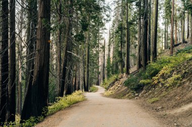 Steep climb on Old Big Oak Flat Road, Leading Through the forest back to Tioga Pass - Tuolumne Grove, Yosemite National Park. High quality photo clipart