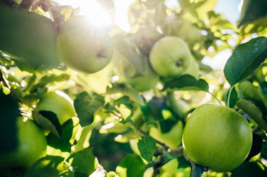 Massachusetts, ABD 'deki bir elma çiftliğinde yeşil elmalar. Yüksek kalite fotoğraf