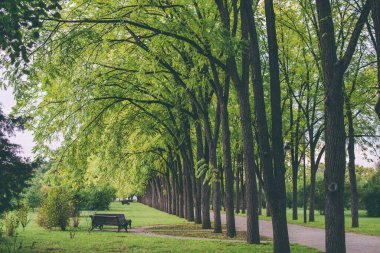 beautiful alley with trees and a bench in summer. High quality photo clipart