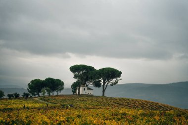 VILLAFRANCA DEL BIERZO, İspanya 'nın kırsal kesimindeki üzüm bağlarının 2022 yılı İspanya görünümü. Yüksek kalite fotoğraf