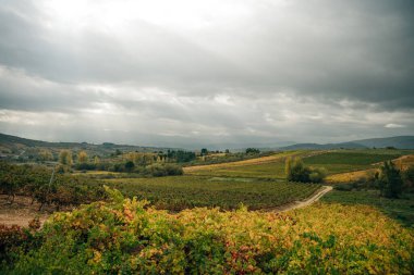 VILLAFRANCA DEL BIERZO, İspanya 'nın kırsal kesimindeki üzüm bağlarının 2022 yılı İspanya görünümü. Yüksek kalite fotoğraf