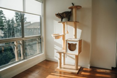  wooden cat tree in modern house. A cat tree is an artificial structure for a cat to play. High quality photo clipart