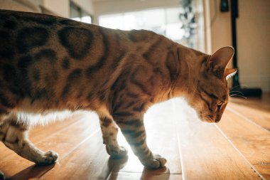 Güzel Bengal kedisi. Hayvan portresi. Oyuncu kedi. Bengal kedisi yerde yatıyor. - Evet. Yüksek kalite fotoğraf