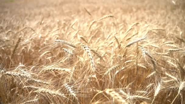 晴天微风吹拂着麦穗 夏日蓝天上的金色麦田 — 图库视频影像