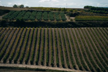 Kuzey İspanya 'da üzüm çalıları. Yüksek kalite fotoğraf