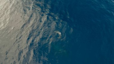 Kambur balinalar. Kapalua, Hawaii açıklarında bir hava aracı. Anne balina ve balina sıçrıyor. Yüksek kalite fotoğraf