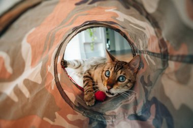 Bengal kedisi tünelde oynuyor. Yüksek kalite fotoğraf