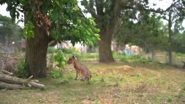 巴塔哥尼亚兔在动物园吃树叶 — 图库视频影像