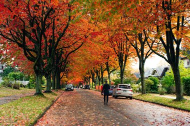 Vancouver Kanada 'da sonbahar boyunca portakal ağaçları. Yüksek kalite fotoğraf
