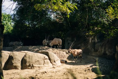 Blackbuck Antilope servicapra Meksika 'nın başkenti Mexico City' de güzel bir hayvanat bahçesinde. Yüksek kalite fotoğraf