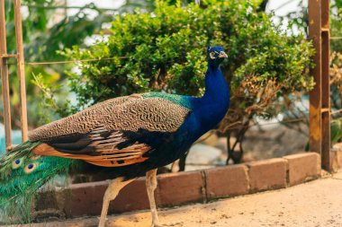 Meksiko 'da esaret altında uzun kuyruklu bir tavus kuşu. Yüksek kalite fotoğraf