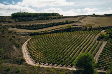 Kuzey İspanya 'da üzüm çalıları. Yüksek kalite fotoğraf