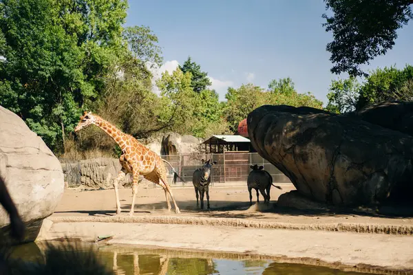 Güzel zürafa ve zebra Meksika 'nın başkenti hayvanat bahçesinde. Yüksek kalite fotoğraf