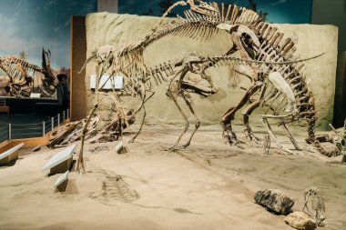 Drumheller, Kanada - Mar 2023 Ziyaretçiler Royal Tyrrell Müzesi 'nin girişindeki dinozor sergilerine akın ediyor. Yüksek kalite fotoğraf