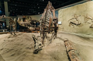 Drumheller, Kanada - Mar 2023 Ziyaretçiler Royal Tyrrell Müzesi 'nin girişindeki dinozor sergilerine akın ediyor. Yüksek kalite fotoğraf