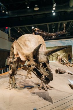 Drumheller, Canada - Mar 2023 Visitors flock to the dinosaur exhibits at the entrance of the Royal Tyrrell Museum. High quality photo clipart