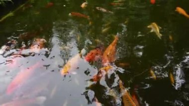 Havuzda renkli balıklar var. Hawaii mi? Yüksek kalite 4k görüntü