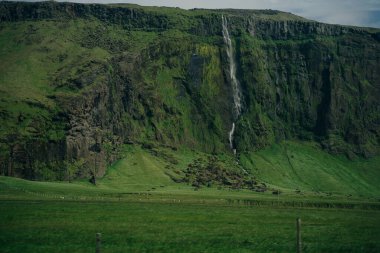 Seljalandsfoss, İzlanda 'nın güneyinde güzel ve turistik bir şelale. Yüksek kalite fotoğraf