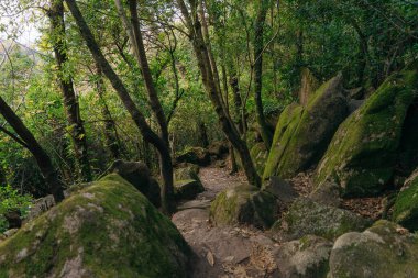 Pena, Sintra, Lisboa, Portekiz Ulusal Sarayı yakınlarındaki park. Yüksek kalite fotoğraf
