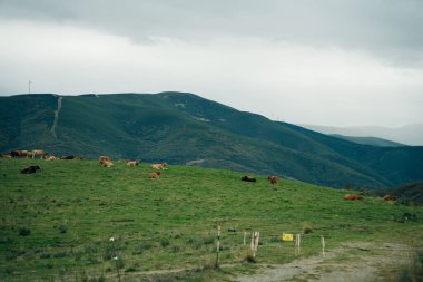 İspanya 'nın kuzeyindeki Perenei' nin çayırlarında inekler. Yüksek kalite fotoğraf