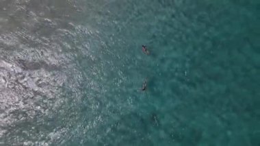 Culebra, Porto Riko 'daki Tamarindo plajı. Yüksek kalite 4k görüntü