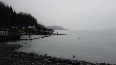 Su samurları Valdez Alaska 'da geriye doğru yüzüyor. Yüksek kalite 4k görüntü
