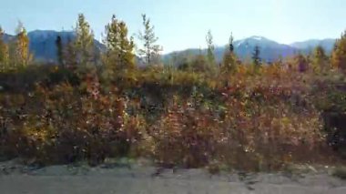 Alaska 'daki arabanın manzarası güzel. Yüksek kalite 4k görüntü