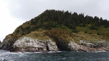 Kuzey kürklü fok hayvan grubu Alaska 'da Deniz kenarında. Yüksek kalite 4k görüntü