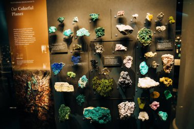 American Museum of Natural History, New York, ABD, Ağustos 2022 'de sergilenmektedir. Yüksek kalite fotoğraf