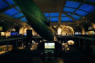 American Museum of Natural History, New York, ABD, Ağustos 2022 'de sergilenmektedir. Yüksek kalite fotoğraf