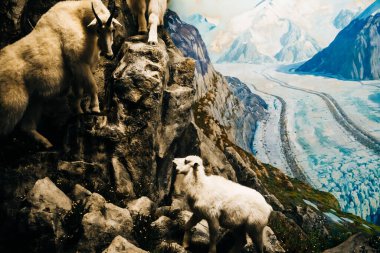 American Museum of Natural History, New York, ABD, Ağustos 2022 'de sergilenmektedir. Yüksek kalite fotoğraf