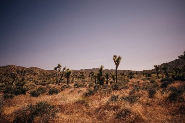 Kaliforniya 'daki Joshua Tree Ulusal Parkı. Yüksek kalite fotoğraf