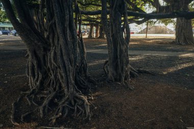 Lahaina, selam, ABD - 03.09.2023 - Dünyanın En Büyük Banyan Ağacı - Lahaina, Selam MAUI. Yüksek kalite fotoğraf