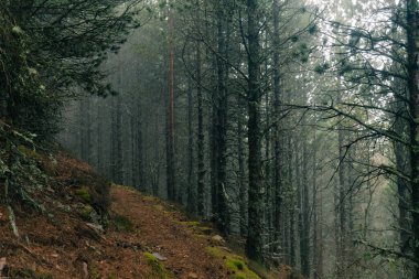 Karanlık bir ormanda sisli, kasvetli bir günde çok gizemli ve ıssız bir atmosfer. Pireneler. Yüksek kalite fotoğraf